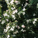 SAMSUNG CAMERA PICTURES