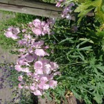 SAMSUNG CAMERA PICTURES