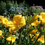 SAMSUNG CAMERA PICTURES